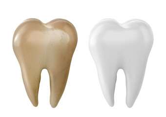 Molar teeth white and yellow isolated on white background