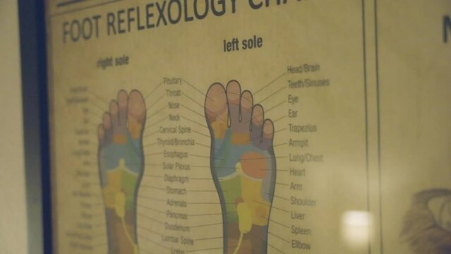 Investigating the functions of the human foot by analyzing a diagram.