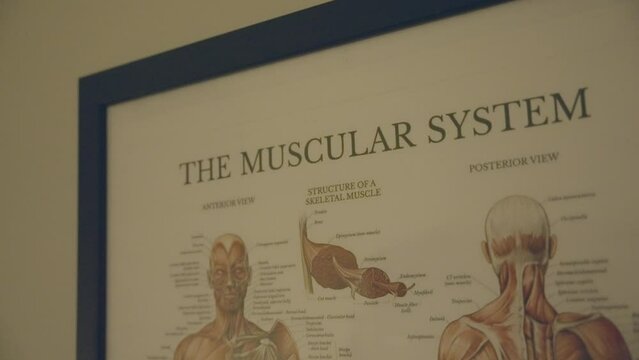The diagram displaying the muscular system of the human body.