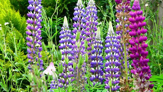 Mixed lupin flowers blowing in the wind with bumble bee visiting.