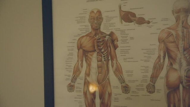Present an exhibition showcasing a comprehensive portrayal of the human muscular system.