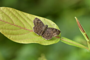 Sarangesa dasahara, also known as the common small flat, is a species of butterfly in the family Hesperiidae