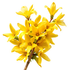 Obraz premium Goldenrod flower isolated on transparent background