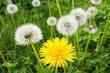 Dandelion flower on a background of dandelions with seeds. Plant reproduction concept.
