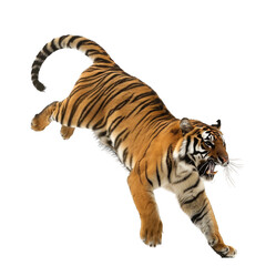 Obraz premium A tiger is leaping into the air isolated on white or transparent background, png clipart, design element. Easy to place on any other background.