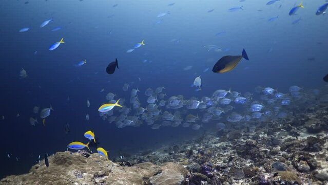 Shoal of Jackfish in the blue - Southern Maldives