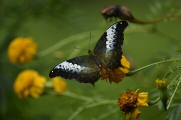 Vindula, commonly called cruisers, is a genus of butterflies of the subfamily Heliconiinae in the family Nymphalidae found in southeast Asia and Australia