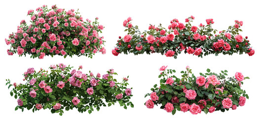 Set of beautiful pink roses with lush green leaves, cut out