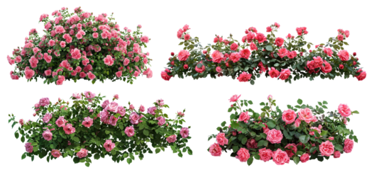 Set of beautiful pink roses with lush green leaves, cut out