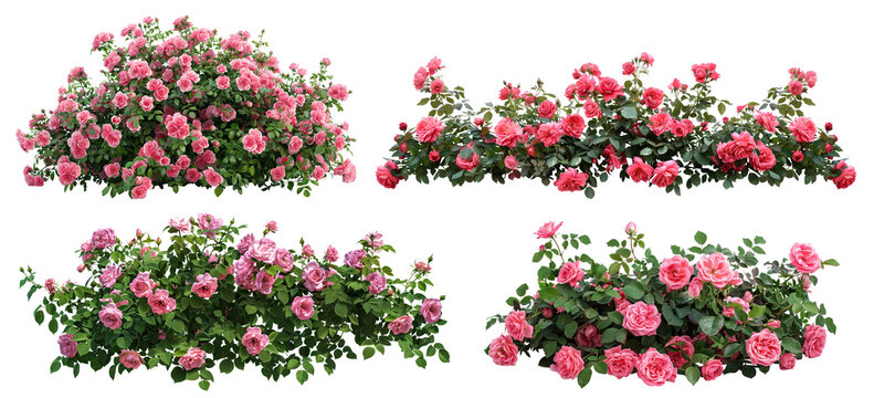 Set of beautiful pink roses with lush green leaves, cut out