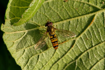 Marmalade hoverfly
