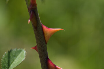 Fieldbriar thorn closeup
