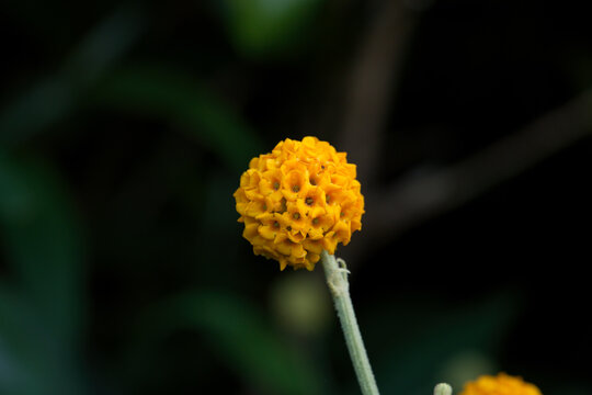 Orange-ball-tree flower, or Matico