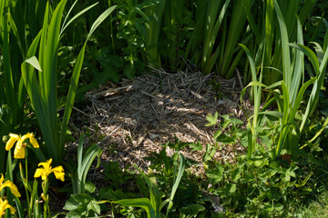 Canada goose nest