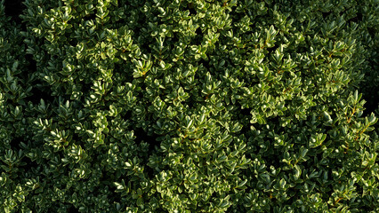 Hebe shrub wallpaper