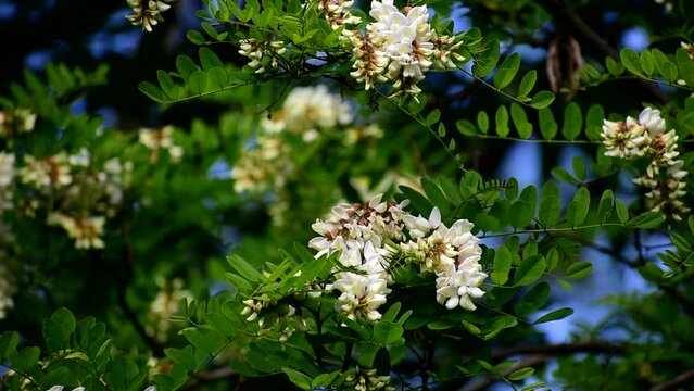 White acacia flower on a green tree in summer.