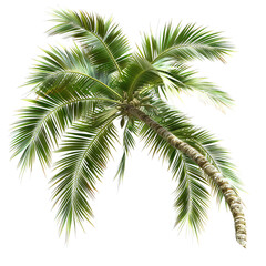Fototapeta premium palm tree isolated on white