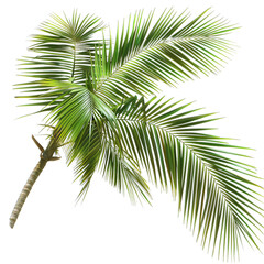 palm tree isolated on white