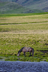 Wild horse in the huge grassland