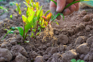 woman weeds the grass with her hands