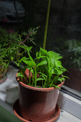 bell pepper grown in a pot