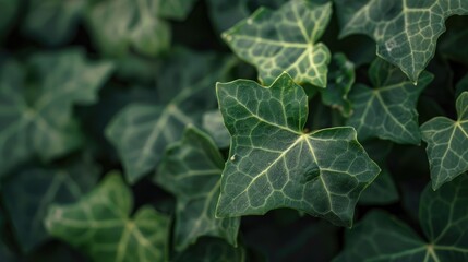 Close up Image of Ivy Leaf