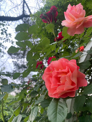 rose garden party