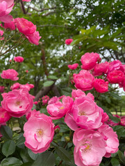 rose garden party