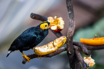 Mino dumontii in zoo park