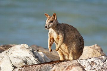 Naklejka premium Felsenkänguruh auf Magnetic Island - Australien