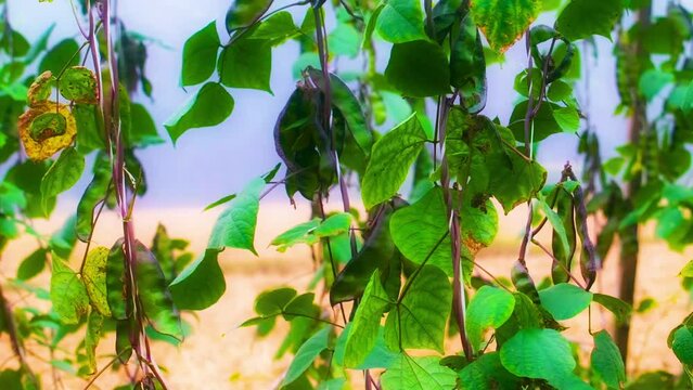 Panning shot of lima bean plant with green leaves and pods - Bangladesh, Asia