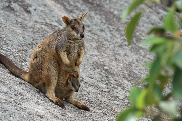Felsenkänguruh auf Magnetic Island - Australien