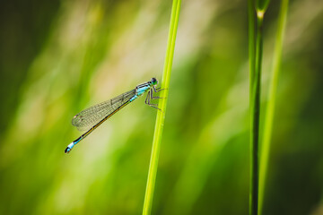 Dragonfly sitting on a plant
