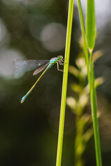 Dragonfly sitting on a plant