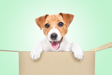 Funny Jack Russell Terrier puppy sitting in a cardboard box