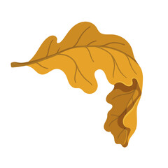 Colorful, autumn dry oak leaf. Vector graphics.