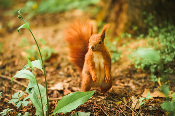 Bright-eyed red squirrel in forest. Standing upright on the floor.