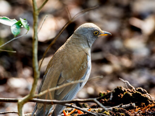 地面を歩くシロハラ