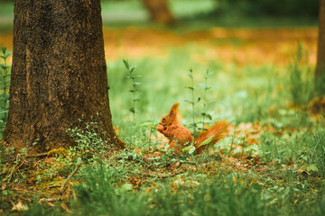 Cute red squirrel in woods. Standing among green foliage. Late afternoon sunlight.