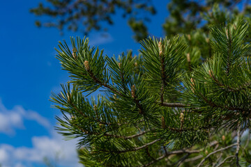 pine branches against sky