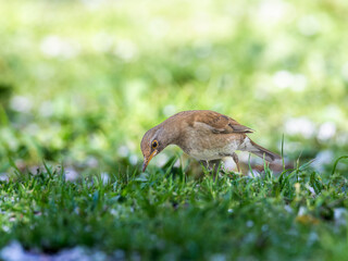地面を歩くシロハラ