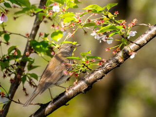 木にとまるシロハラ