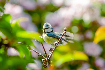 Eurasian blue tit (Cyanistes caeruleus) bird. Passerine bird perched on a branch with wings out on bright. with blue cap, white cheeks, black Eyestripe's, green blue back, yellow belly and blue wings 