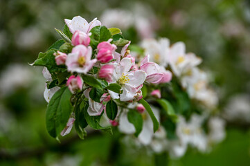 Blüten, Frühjahr, Obst, Früchte, Ernte, Bestäubung