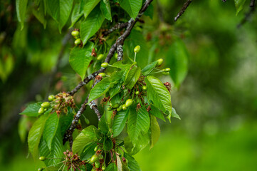 Blüten, Frühjahr, Obst, Früchte, Ernte, Bestäubung