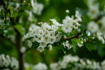 Blüten, Frühjahr, Obst, Früchte, Ernte, Bestäubung
