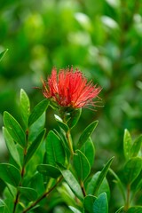 Flower of rata tree on the Heaphy Track, Karamea, West Coast, New Zealand.