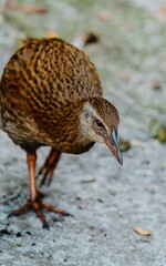 Flightless weka bird on the Heaphy Track, Karamea, West Coast, New Zealand.