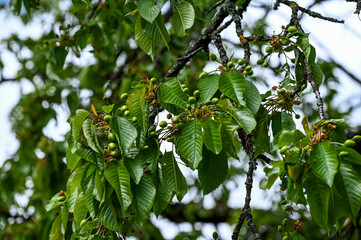 Blüten, Frühjahr, Obst, Früchte, Ernte, Bestäubung