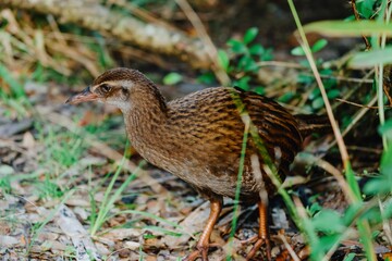 Flightless weka bird on the Heaphy Track, Karamea, West Coast, New Zealand.